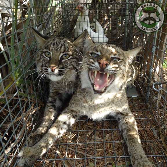 Florida nuisance bobcat trappers