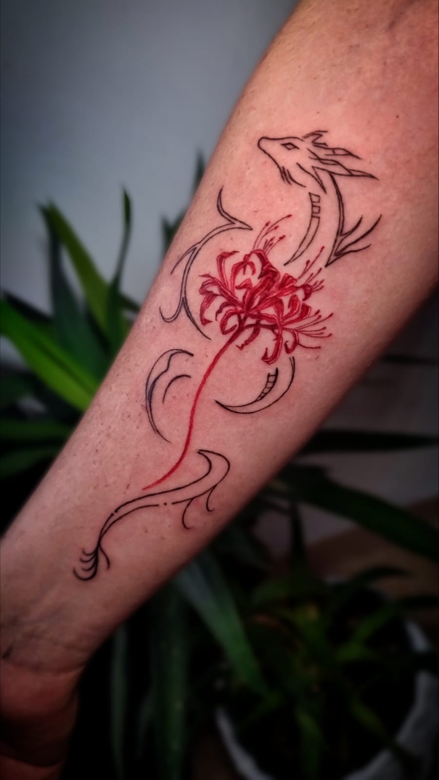 Images Noctaris Tattoo