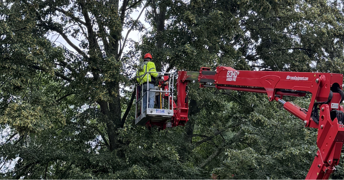 Tree Removal in Ledyard, CT