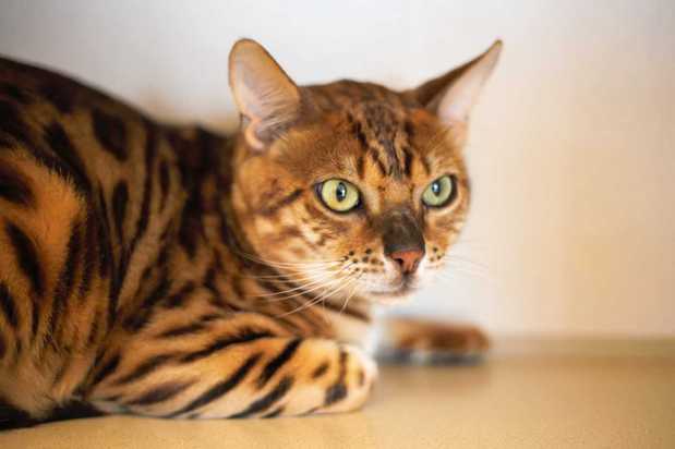 Images VCA Becker Animal Hospital and Pet Resort