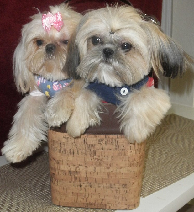 Images Victorian Dynasty Shih Tzu