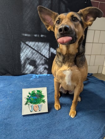 Images VCA Old Trail Animal Hospital