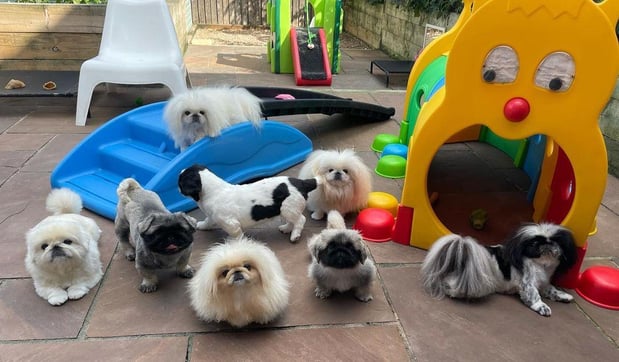 Images Puppies For Sale