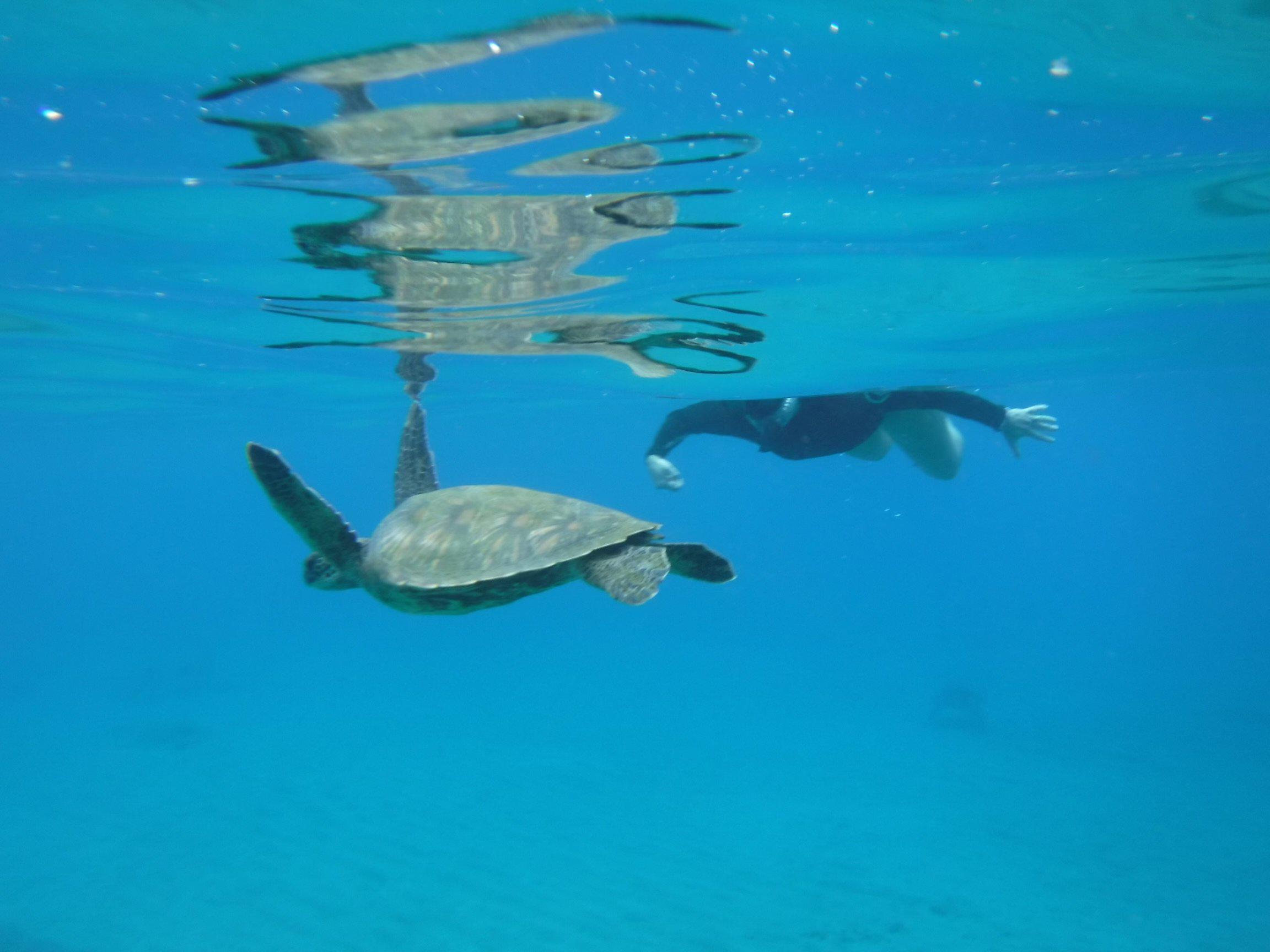 Image 10 | Maui Island Surf and Snorkel