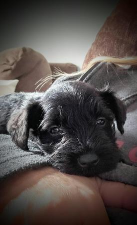 Images A'Lord Miniature Schnauzer