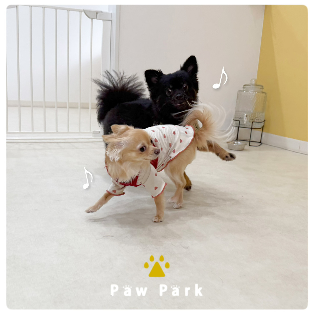 Images PawPark 犬のようちえん 高槻店
