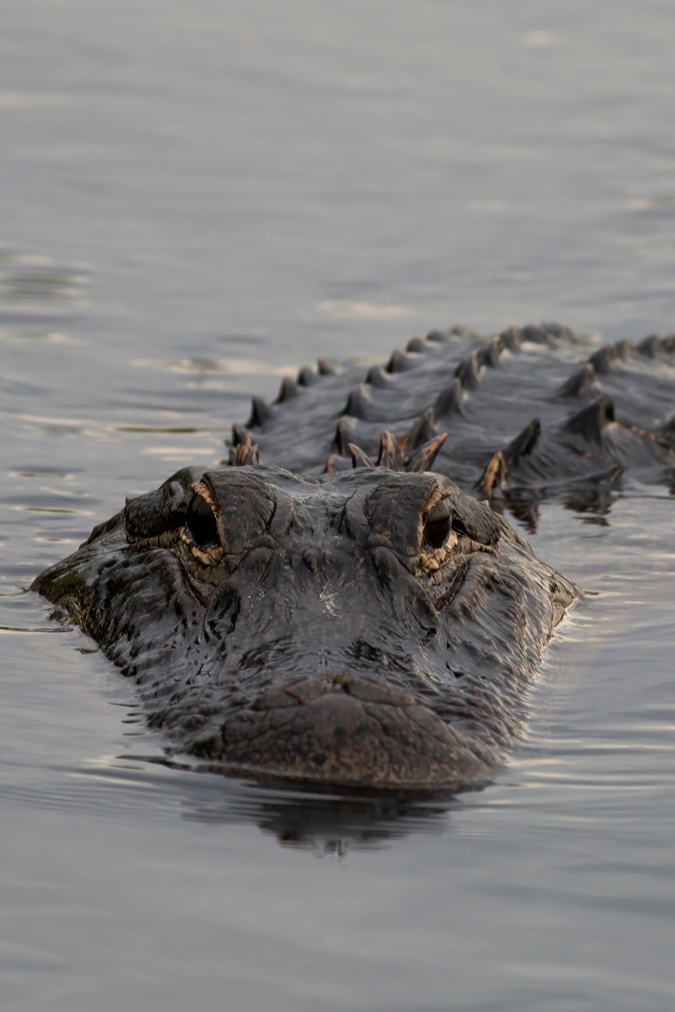 Everglades Excursions Image