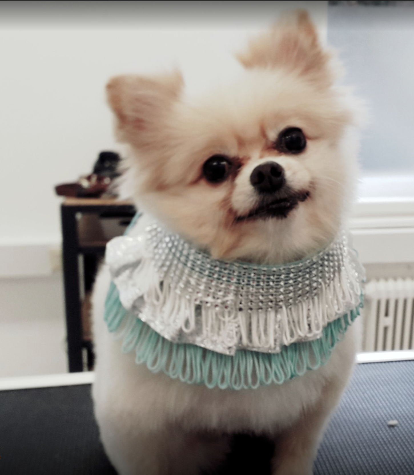 Klippdog - Michaela Wimböck, Neunkirchner Straße 15 in Wiener Neustadt