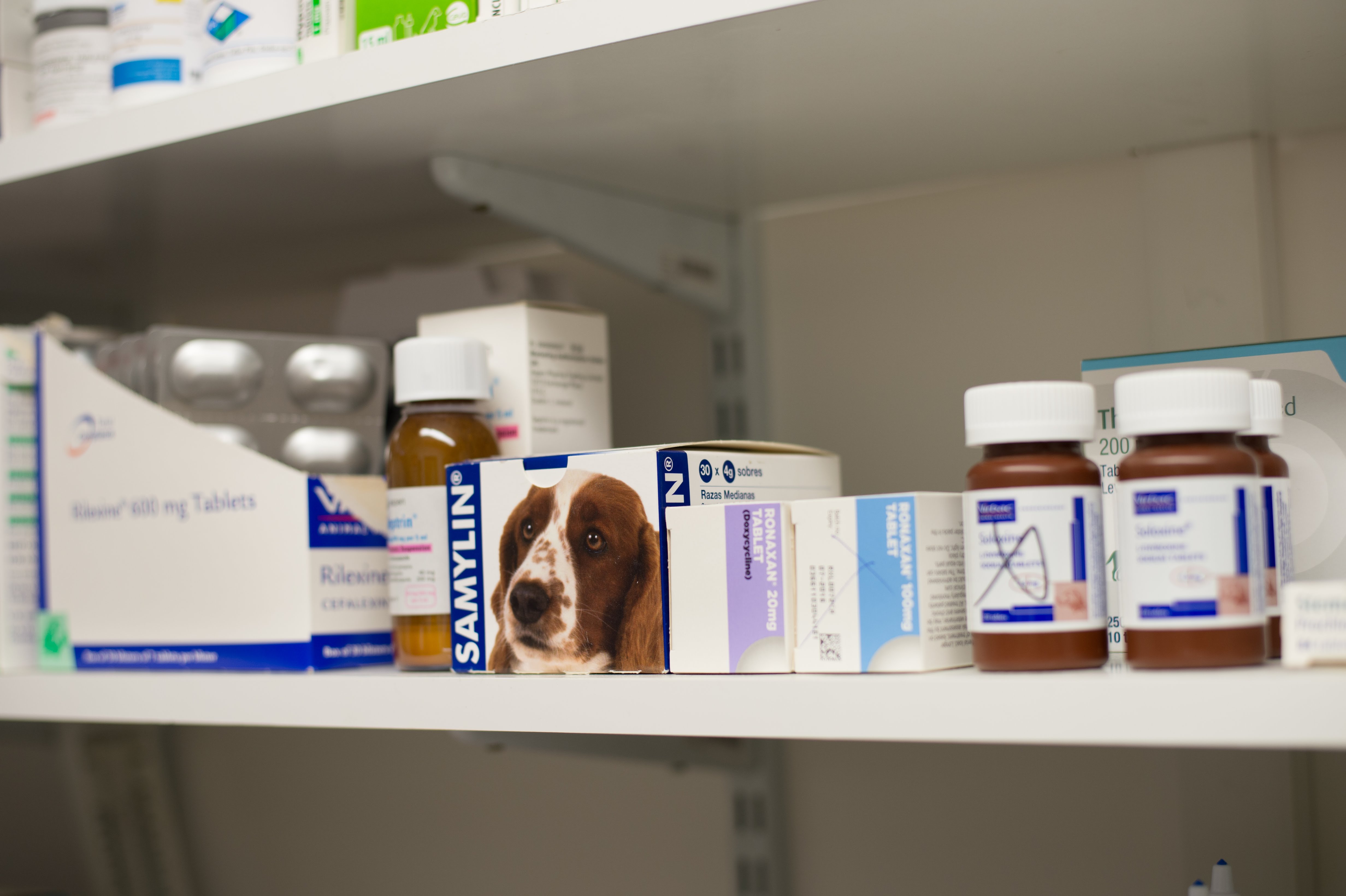 Images Streatham Hill Veterinary Surgery