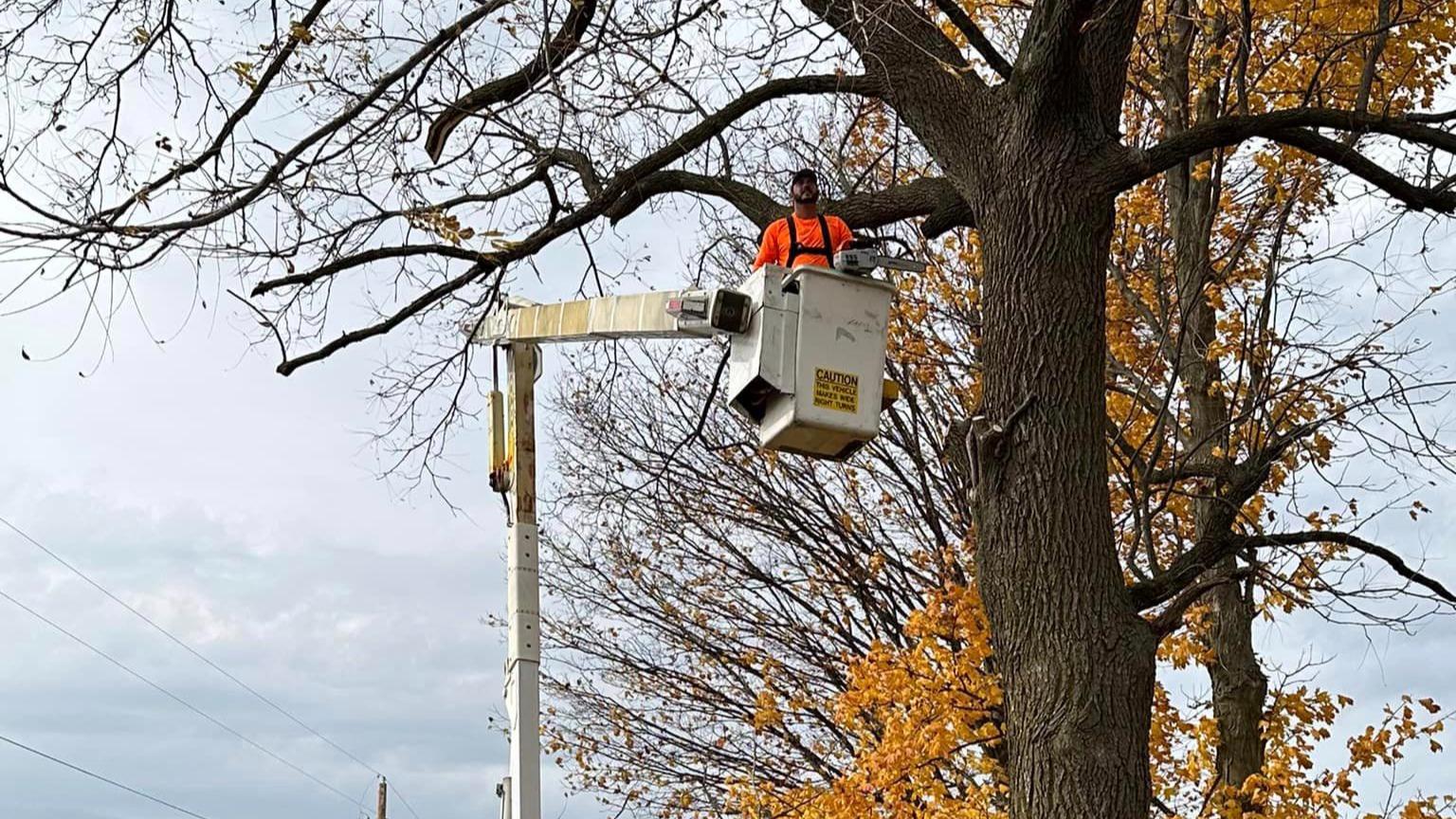 Enhance the health and appearance of your trees with S&P Tree Professionals' tree trimming services. Our skilled professionals provide expert trimming to maintain the shape and vitality of your trees, ensuring they thrive and remain an attractive part of your outdoor space.