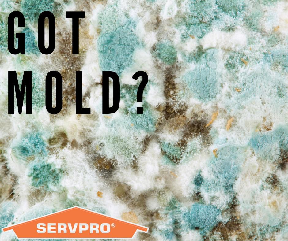 SERVPRO of South Redlands / Yucaipa Photo