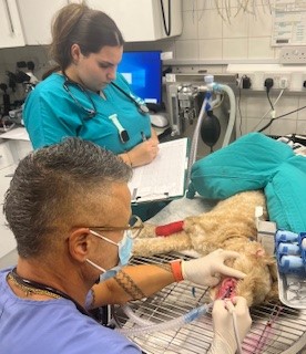 Images Streatham Hill Veterinary Surgery
