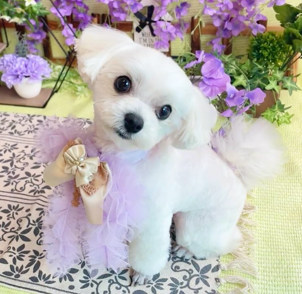 Images dog salon buku2