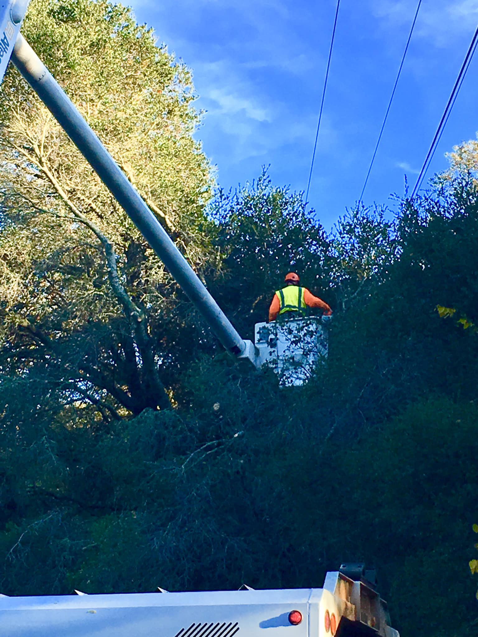 AAA Tree Service Photo