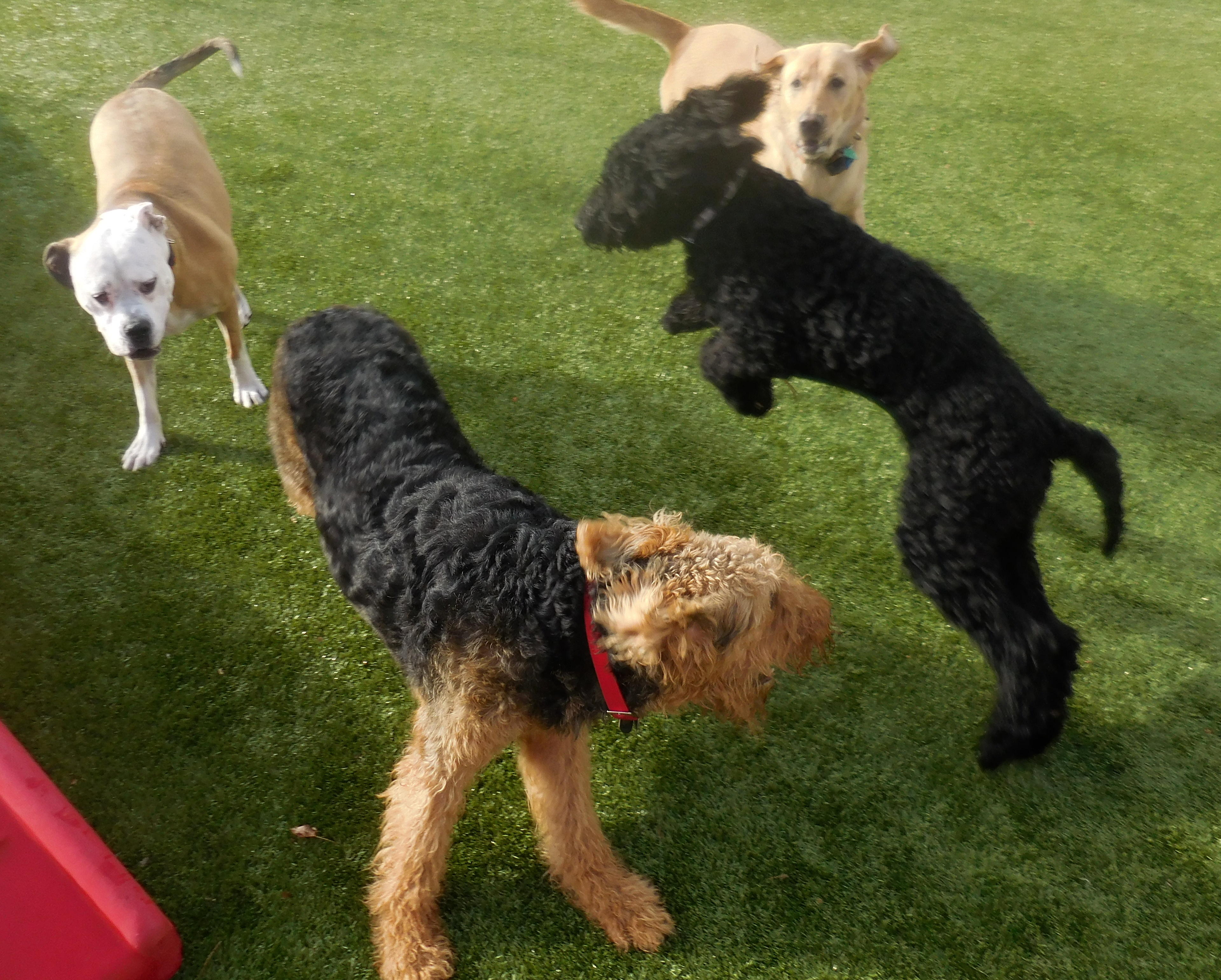  Doodle Dog Daycare Boarding And Grooming in the world Learn more here 