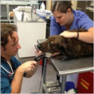 Images Northway Animal Emergency Clinic
