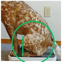 Images Paragon Pups LLC