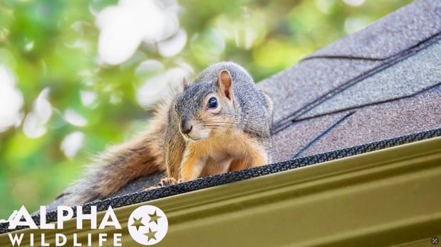 Images Alpha Wildlife Louisville