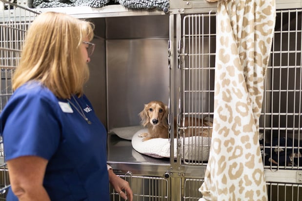 Images VCA Angel Animal Hospital