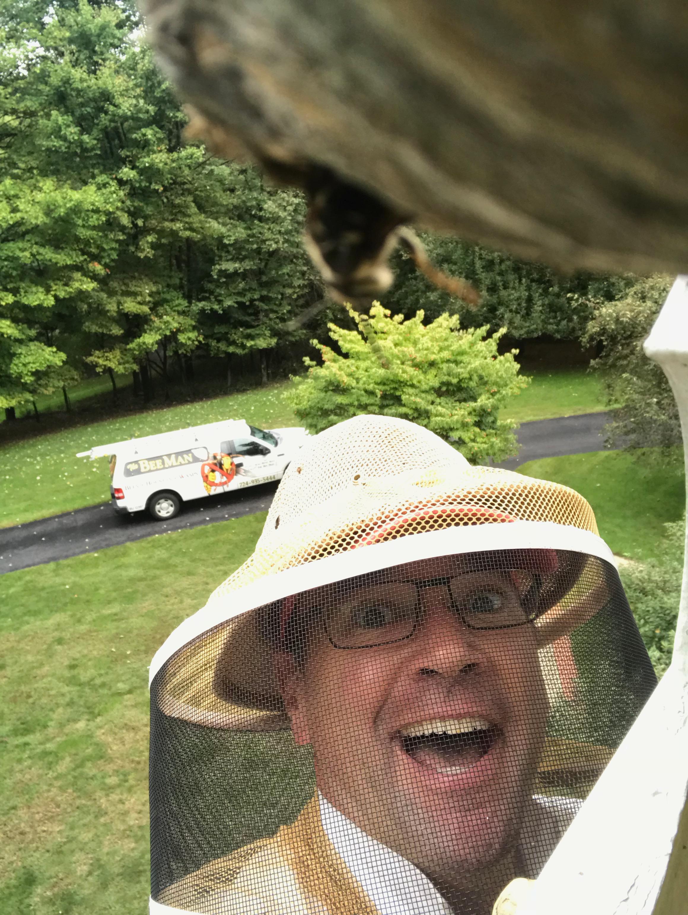 Hornet Nest Removal in Cranberry Township, PA