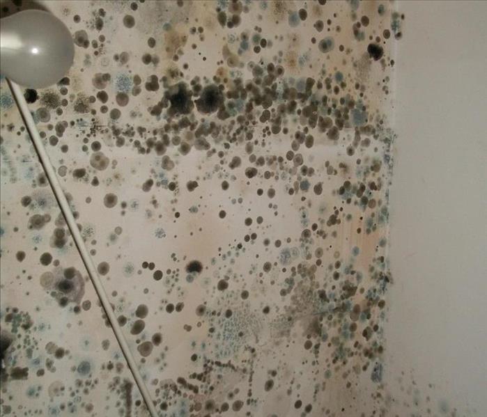 Severe Mold Growth in Patchogue, NY