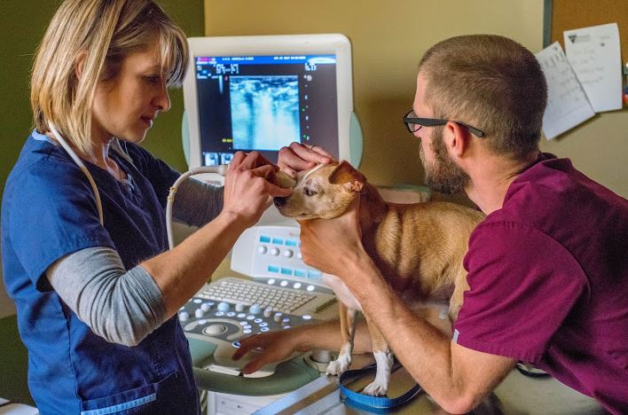 Images South Asheville Veterinary Emergency & Specialty