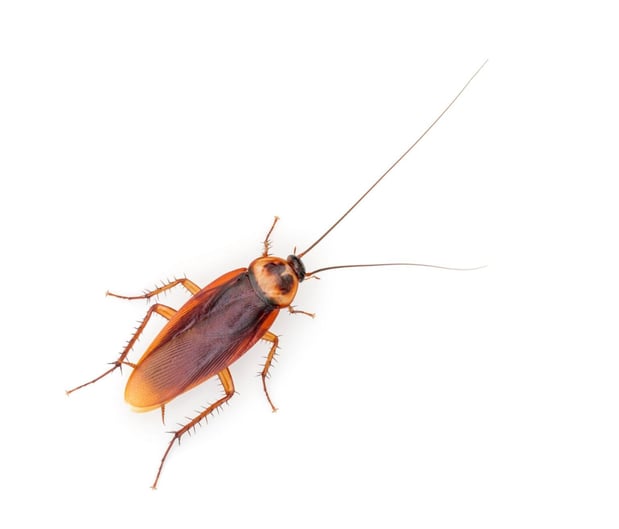 Images Stokes Mosquito and Pest Services