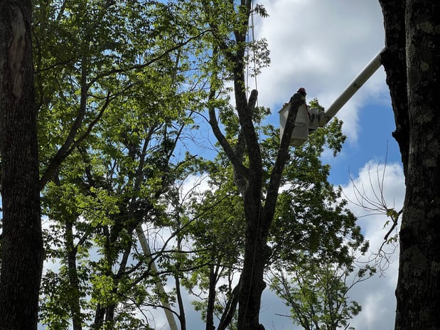 Images Yankee Tree Service