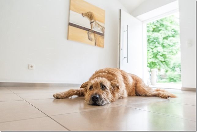 Fachtierärzte f. Kleintiere in Reithofen - Dr. Astner und Dr. Neumaier, Erdinger Straße 3 in Pastetten