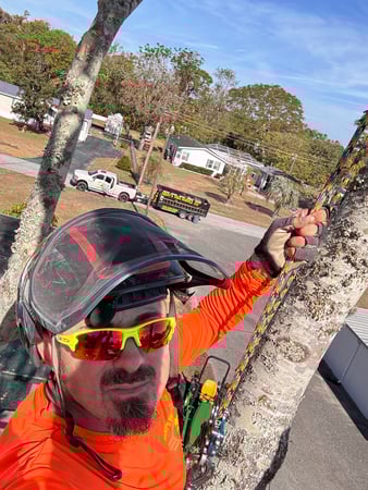 Images Trent's Tree Service The Neighborhood Arborist LLC