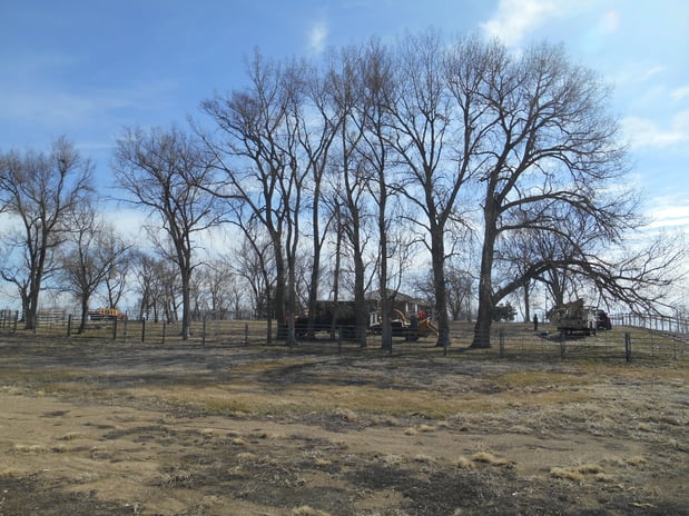 Images Wellman Tree Service