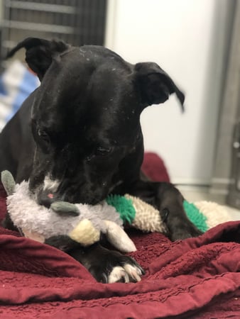 Images Melrose La Brea Animal Hospital