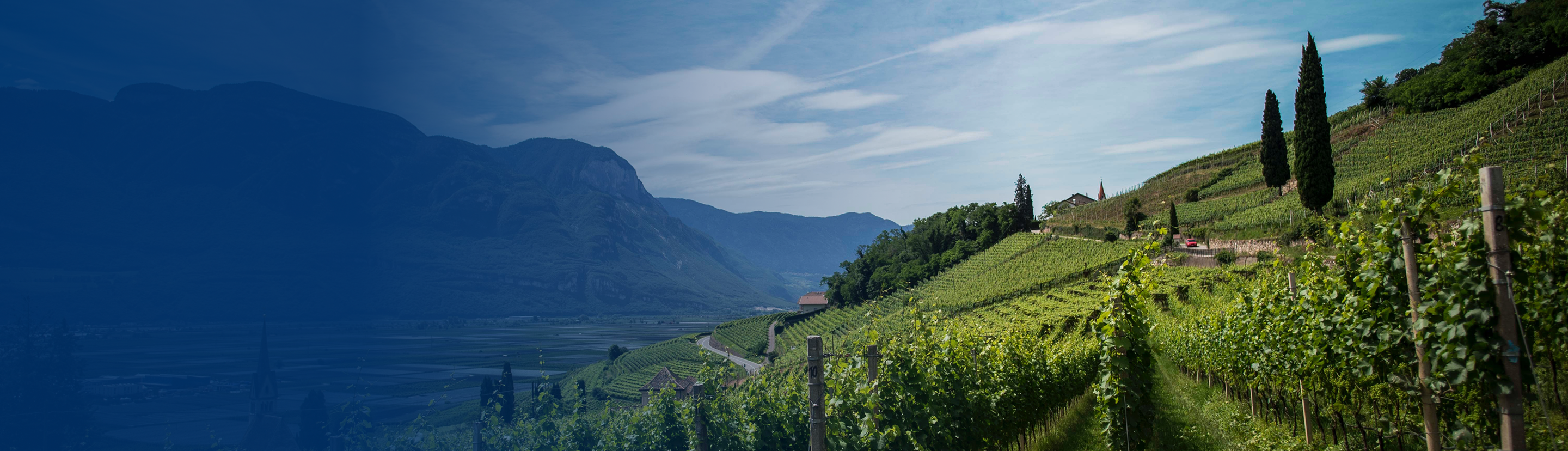 A stunning hillside vineyard and nearby mountains.