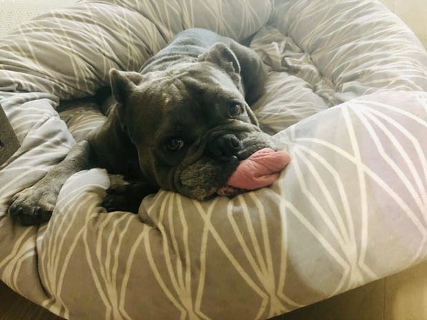 Images Great Outdogs
