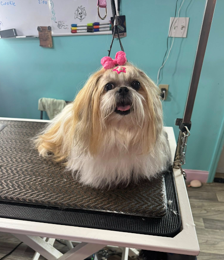 Images Love and Care Grooming Salon