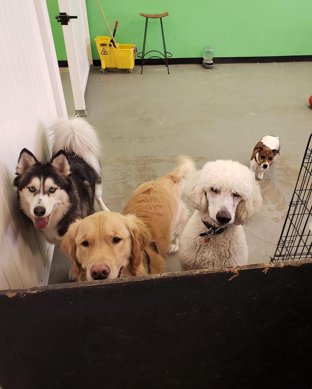 Images Highland Pets