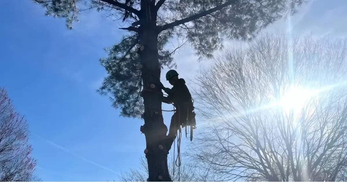 Tree Trimming and Pruning in Evansville, IN