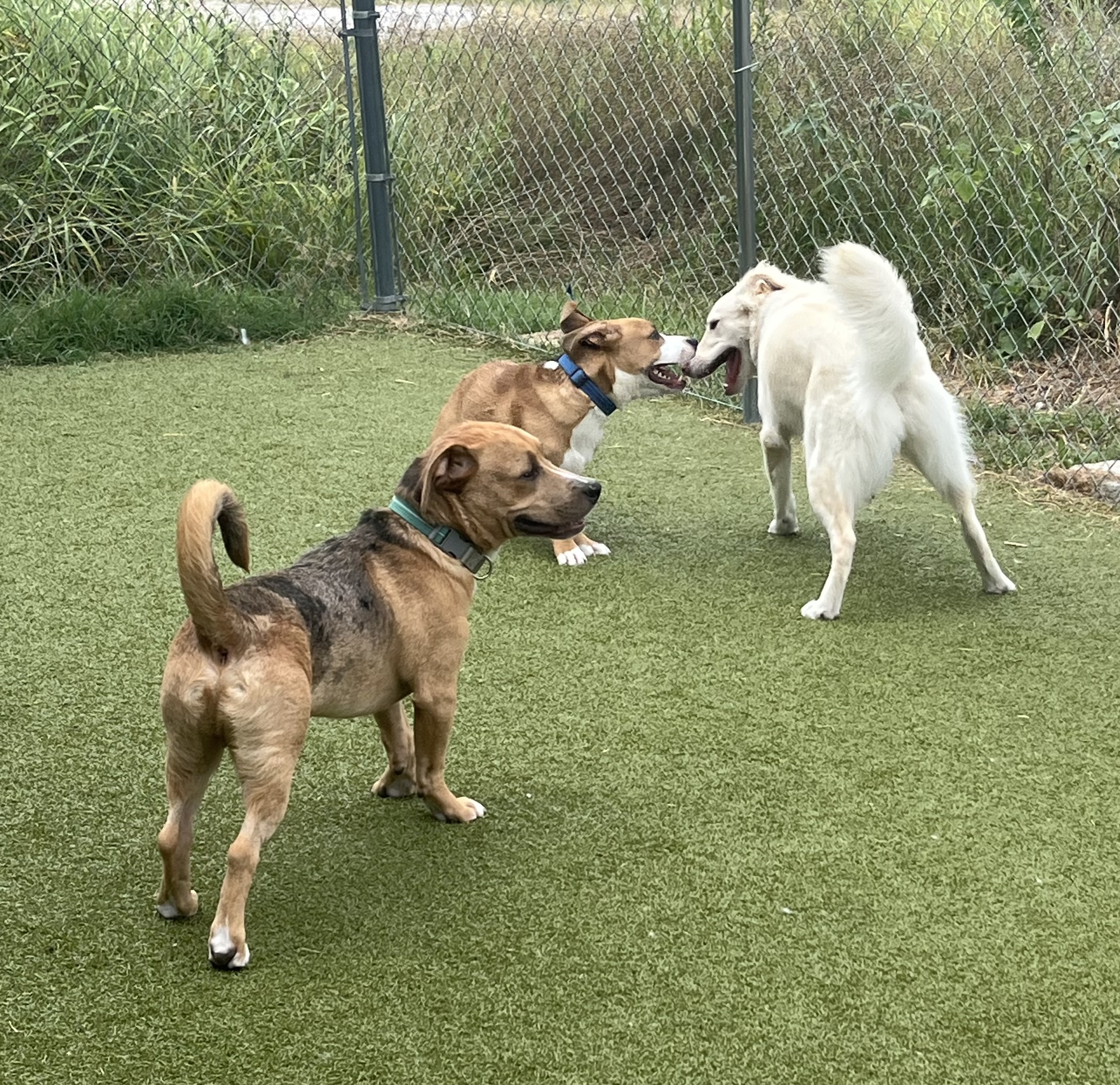 Several dogs are enjoying group play and socialization in the outdoor daycare yard. 