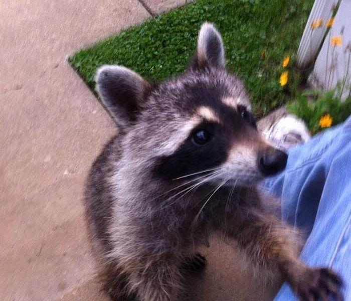 Raccoons damage Bristol County Home