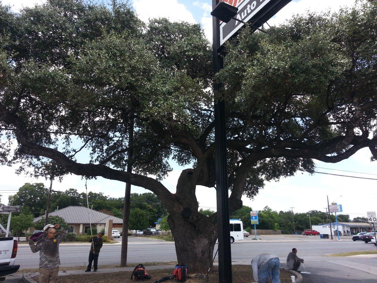 SA Total Tree Service Photo