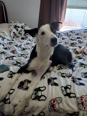 Images A. C. Veterinary Clinic