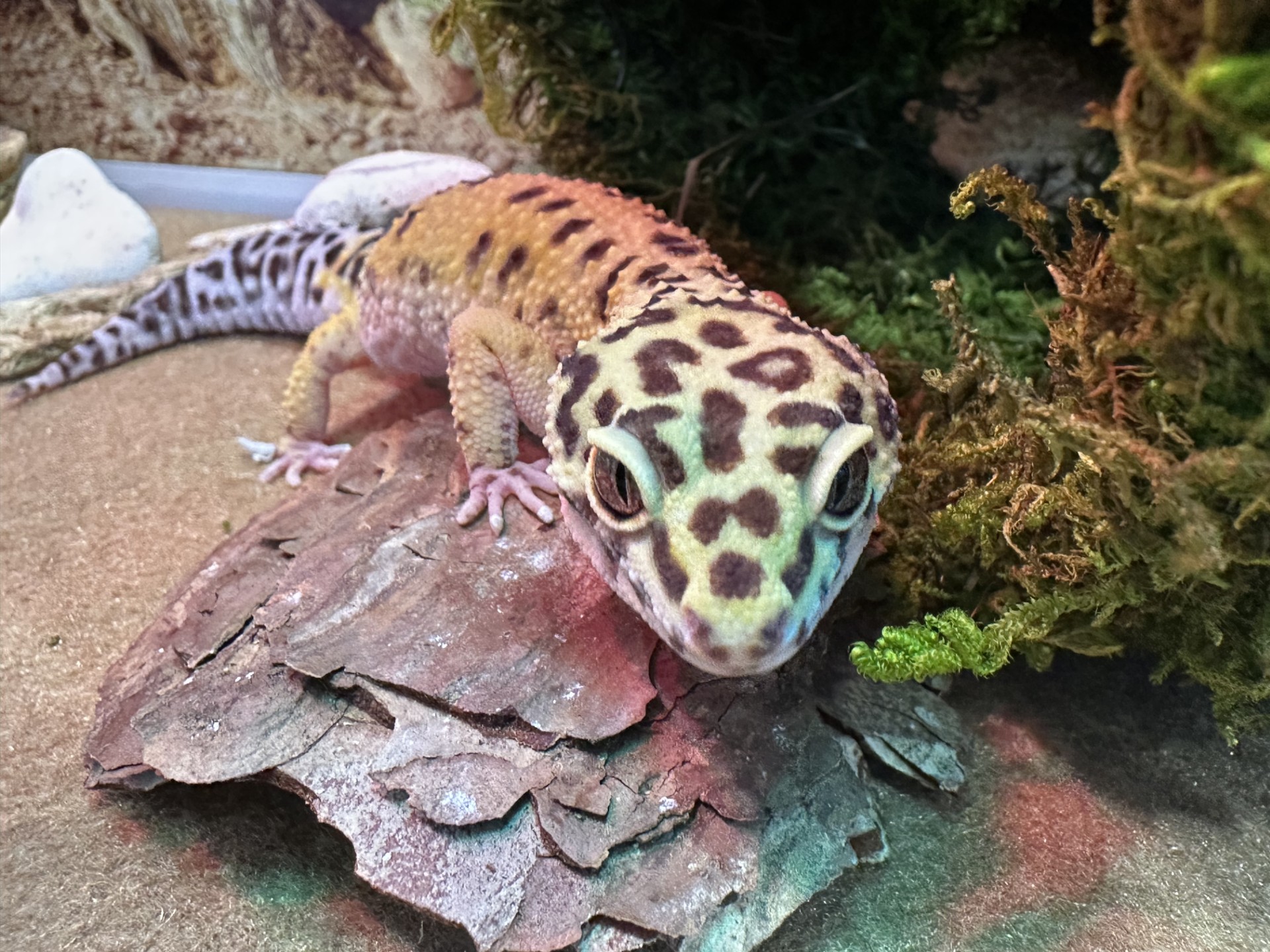 Meet Eleanor, the resident gecko at CityVet | Carmel! She belongs to clinic owner Dr. Stephanie Beeson and is a favorite among the team.