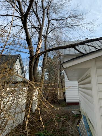 Image 2 | Oakes Tree Service & Rubish Removal