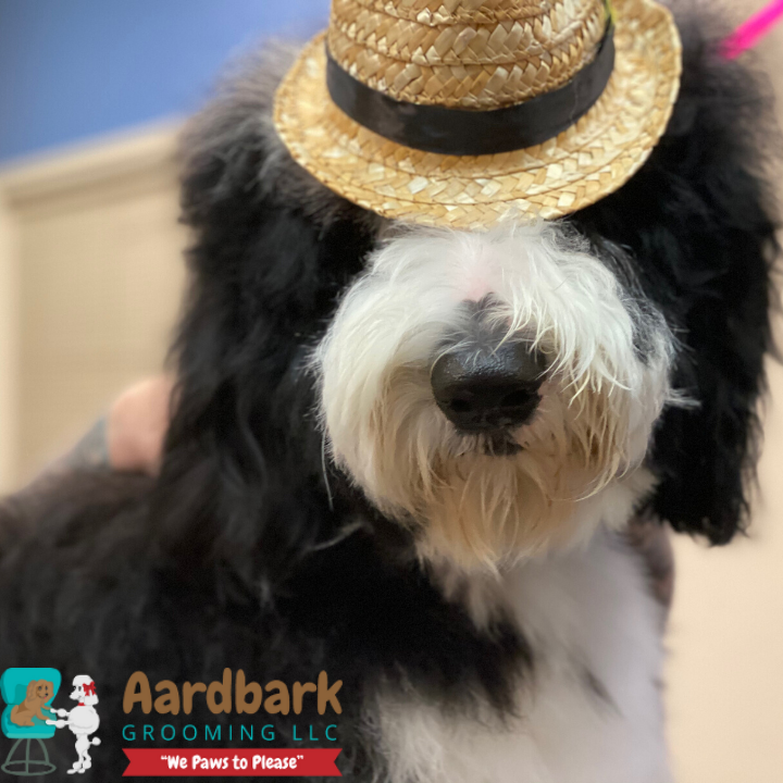 Aardbark Grooming Photo