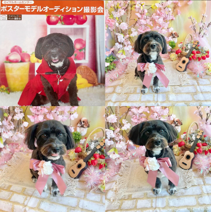 Images dog salon buku2