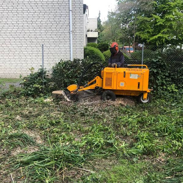 Bild 3 Zibell-Ihre Baumprofis! in Geesthacht