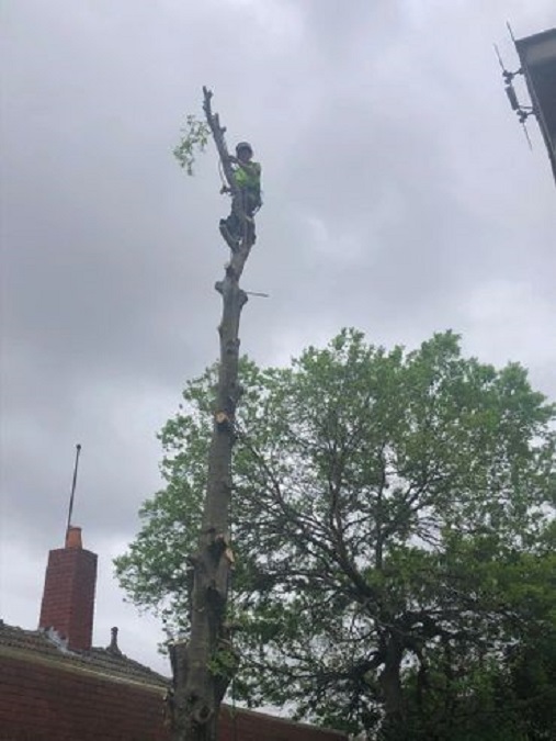 Images All Suburbs Tree & Stump Removal