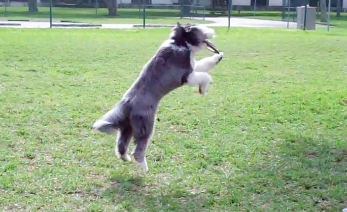 Dogs learning tricks