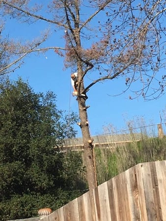 Images Am/Pm Tree Service, Inc.