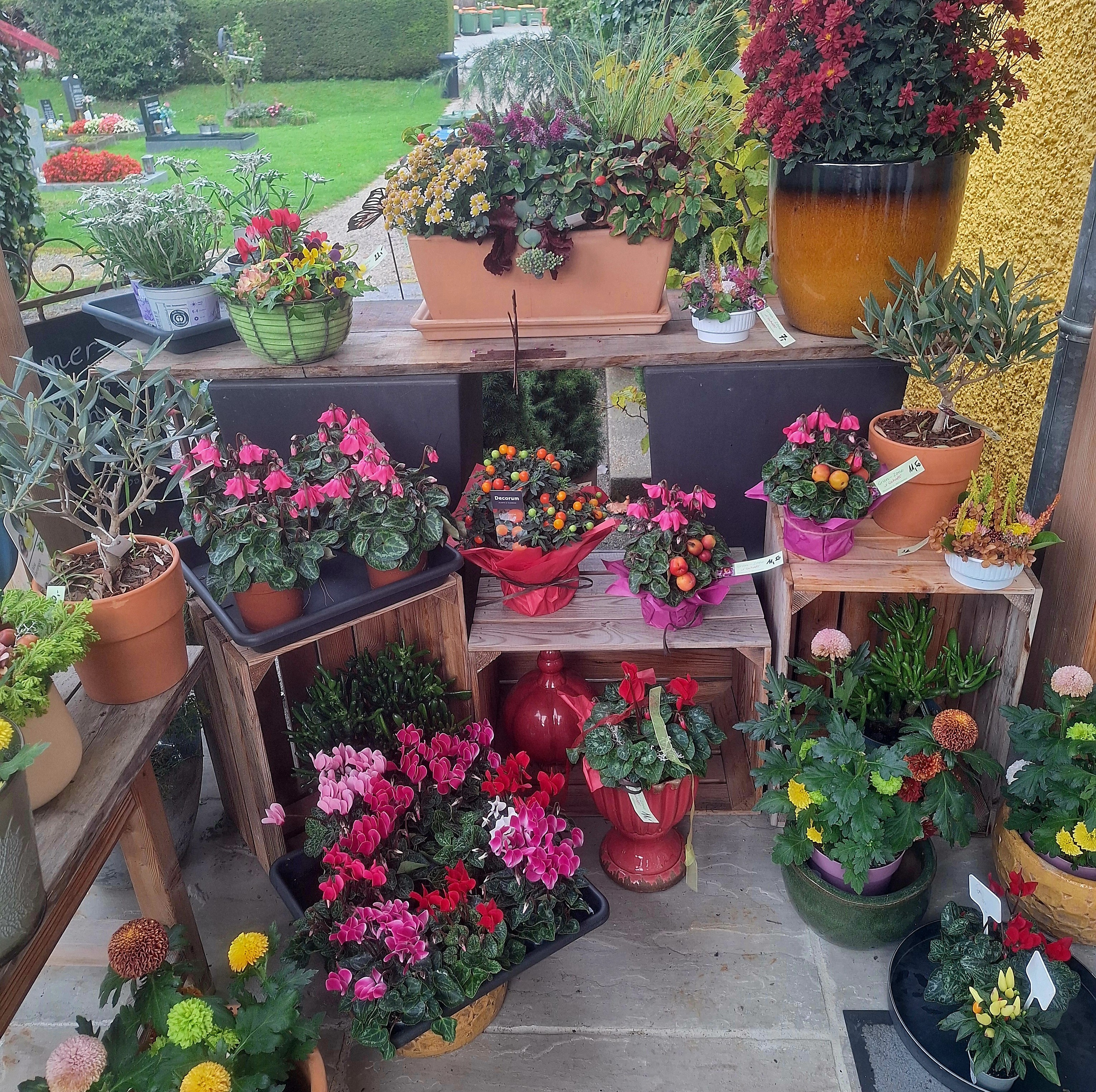 Bild 10 von Grün-Zone